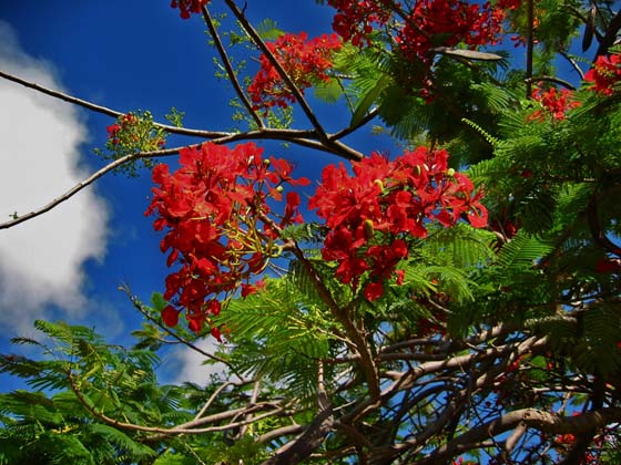 Royal Poinciana Tree